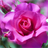 rose flower wallpaper icon