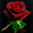 Rose I Love You Live Wallpaper icon