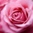 Rose Wallpapers icon