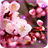 Sakura Blossoms HD 1.0