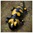 Salamander version 5.2