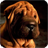 Shar Pei Wallpaper 1.6