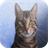 American Shorthair Cats Wallpapers icon
