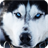 Descargar Husky Siberiano Live Wallpaper