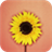 Single flower. Live wallpapers icon