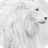 Snow Lion Wallpaper icon