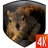 Squirrel 3D LWP icon