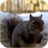 Squirrel 3D Video Wallpaper icon