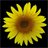 Sunflower 1.73
