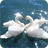 Swan Wallpaper icon