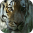 Tigers Video Live Wallpaper icon