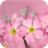 Tiny pink flowers. Live wallpapers 1.0