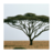 Trees of the World icon