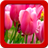 Tulips Live Wallpapers icon