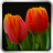 Tulips Wallpaper icon