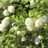 Viburnumdecoflowers Wallpaper icon