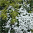 Whitespringflowers Wallpaper icon