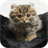 American Wirehair Cat Wallpapers icon