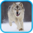 Wolf HD Wallpapers icon