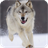 Wolf Live Wallpaper icon
