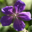 Violetflower Wallpaper icon