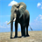 Aftican Elephant Live Wallpaper icon