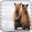 Bear Wallpaper icon