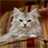 Beautiful Cats Wallpaper APK Download