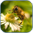Bee Cute Wallpapers icon