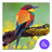 Colorful Bird Theme icon