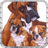 Boxer Wallpaper icon