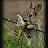 Bunny Ice Live Wallpaper Free icon