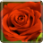 Descargar Blooming Roses LiveWP