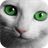 Cats with Green Eyes Wallpapers icon