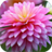 Descargar Chrysanthemum