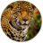 Cheetah Wallpapers icon