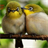 Cute Love Birds LWP 2