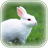 Cute Rabbit Wallpaper icon