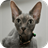 Devon Rex Cats Wallpapers icon