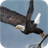 Eagle. Animals Live Wallpapers icon