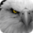 Eagle Face. Live Wallpapers icon