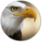 Eagle Wallpapers APK Download