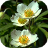 Flowerush icon