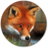 Fox Wallpapers icon