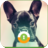 Funny Dogs Wall & Lock icon