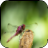 Dragonfly Images icon