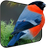 Glutton Bird Live Wallpaper icon