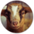 Goat Wallpapers version 1.1