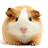 Guinea Pig APK Download