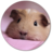 Hamster Wallpapers icon